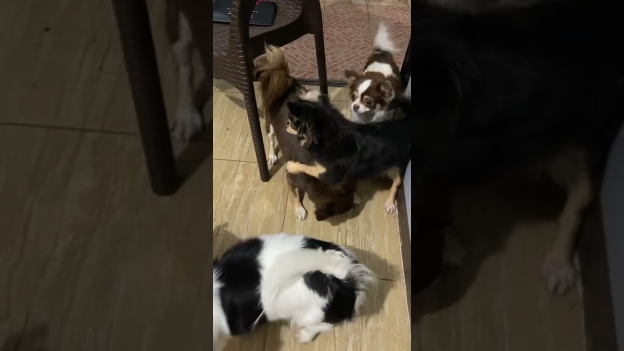 Angry Chihuahuas Fighting