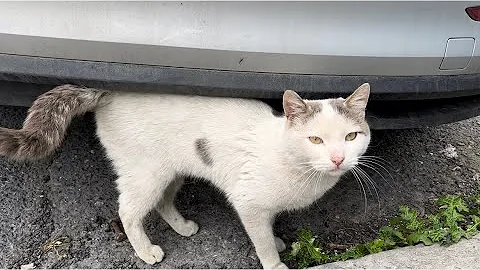 Video 4250621: tabby cat persian, stray cat, cat lovers feed, cat meowing, white cat eating, cat food, adorable cats, kitty