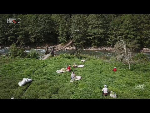 Video: Crnomorska obala Kavkaza - flora i fauna