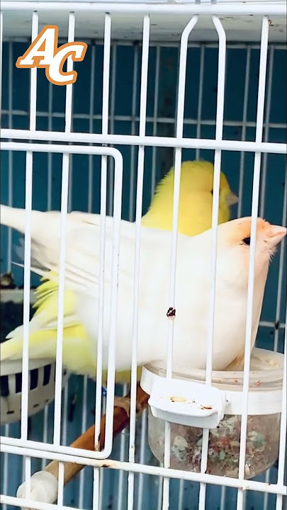 تغريد طائر كناري هائج يجبر أنثى الكناري على إتخاذ وضعية التلقيح | canary singing training