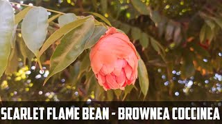 Scarlet flame bean  flower video - Brownea coccinea flower video