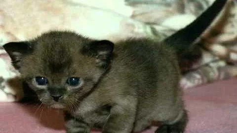 Video 63751: european burmese cat