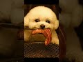 🥩Mochi’s eyes widened at the premium beef… One big juicy bite!😳 소고기 새우살 등장에 눈이 커진 모찌… 한입 꿀-떡!🍖 #cute