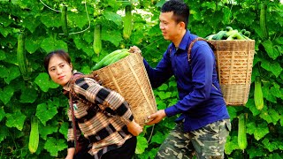 Cucumbers: From harvesting, preparing salads to sell, to delicious sandwiches