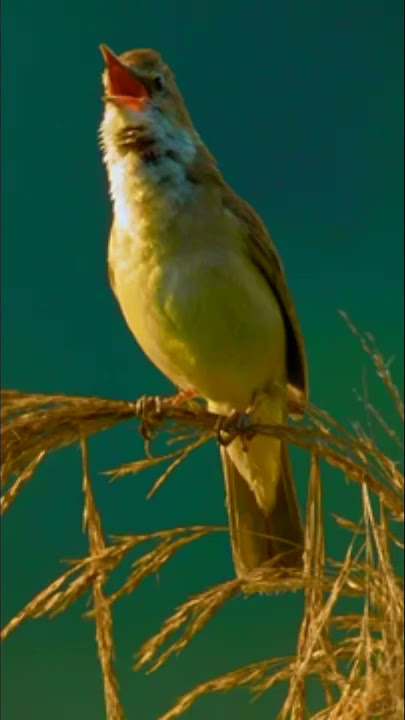 Great reed warbler #birds #burungkicaudialamliar #burung #terapiburungmacet #birdsounds