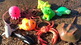 Megan's World Sea Animals in Mud with Fun Facts