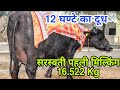 World Record Holder Murrah Buffalo-Saraswati,2nd Milking, Shoot with Camera 🎥