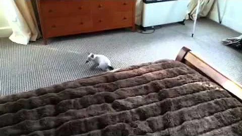 Video 948911: siamese tabby kitten, tabby point siamese, siamese kitten playing fetch