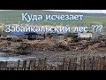 Лес в Китай. Могзон. Забайкалье. 01-02.06.2019