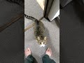 飼い主にジャンプしてくるキジシロ猫がかわいい💖