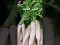 فوائد الفجل الابيض