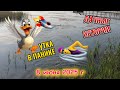 Утка в истерике - я в раздумьях 8 июня 2025 г