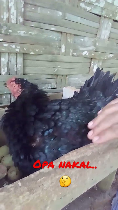 opa nakal..😂#shorts