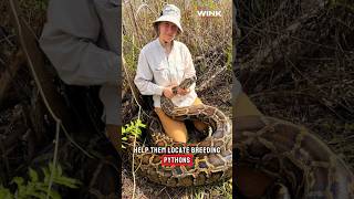 Record breaking 8,080 lbs of invasive Burmese pythons removed from SWFL 🐍 Net Worth