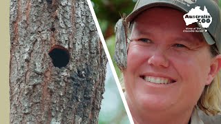 What animal created this hole | Wildlife Warriors Missions