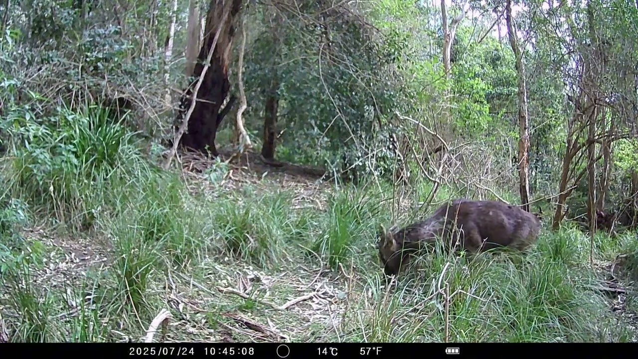 Here’s Titan the Rusa stag! He’s an interesting stag with muscles and unique antlers. Watch him now!