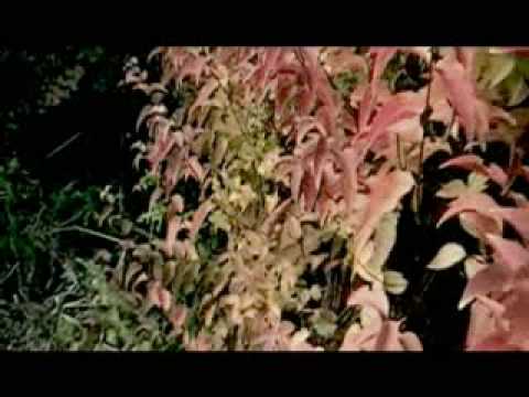 Jitters (Short Film)