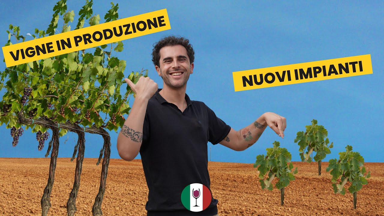 Vigna di 1 anno VS Vigna di 30 anni 🌿