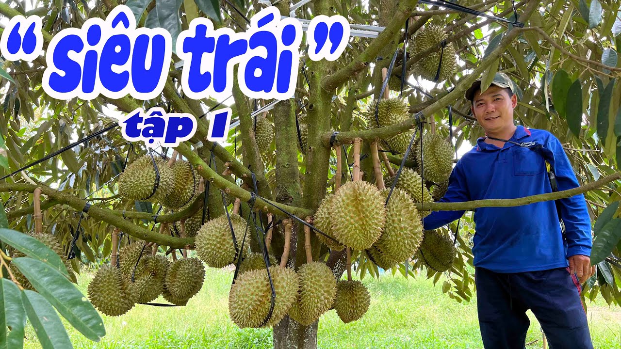 KHU VƯỜN SẦU RIÊNG 