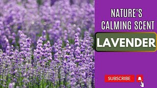 Lavender for Stress Relief. Nature's Calming Scent.