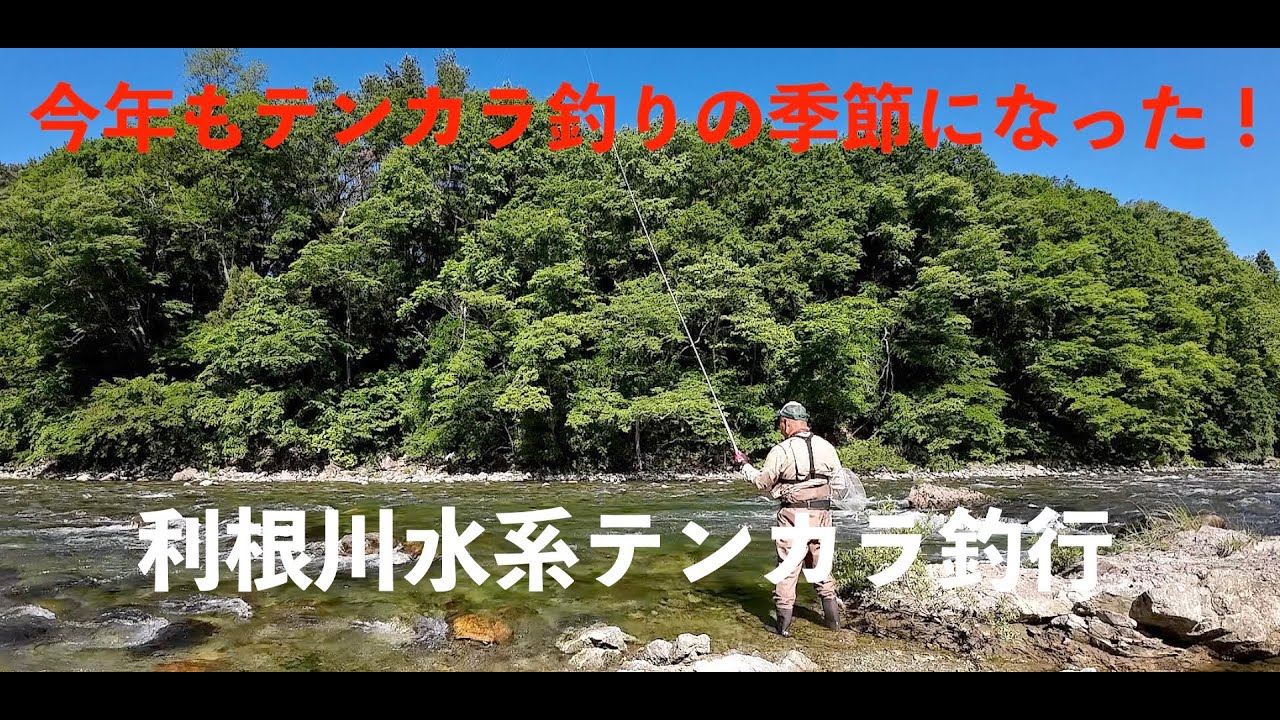 利根川本流からの湯檜曽川でのテンカラ釣り