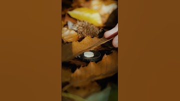 The sound of the dung beetle on leaves 🪲 #autumn #science