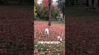 #kennychesney #boysoffall #doglife #bordercollie #country #redpoppyranch #offgrid #fall