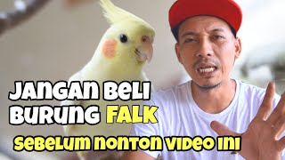 JANGAN BELI BURUNG FALK SEBELUM NONTON VIDEO INI