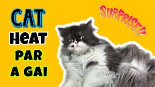 My Cat First Heat Cycle | Don't do these mistakes with Cat in Heat cycle