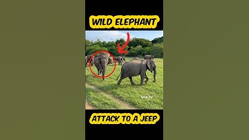 Wild elephant attack🫣#shortvideo #shorts #elephant #attack #youtube #reels #tiktok #trending #viral