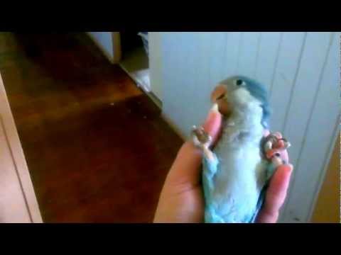 Hand Raised Blue Female Quaker Parrots Hand Raised Blue Female Quaker Parrots