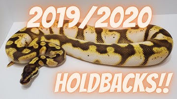 Ball Python Holdbacks from 2019/2020