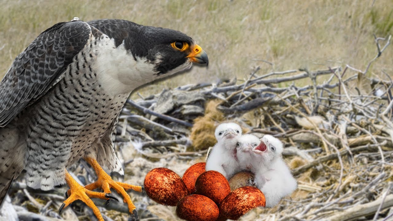 How Do Falcon Eggs Get Fertilized?