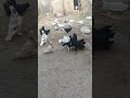 #pigeon #kabootar #kabutar #birds #pigeonlover #feed #video #youtubeshorts #viralvideoシ