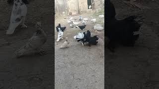 #pigeon #kabootar #kabutar #birds #pigeonlover #feed #video #youtubeshorts #viralvideoシ