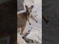 ROCK WALLABY