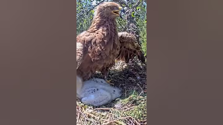 P#612- Review mother birds brings food to feed her babies in the nest, baby birds life #birdslover