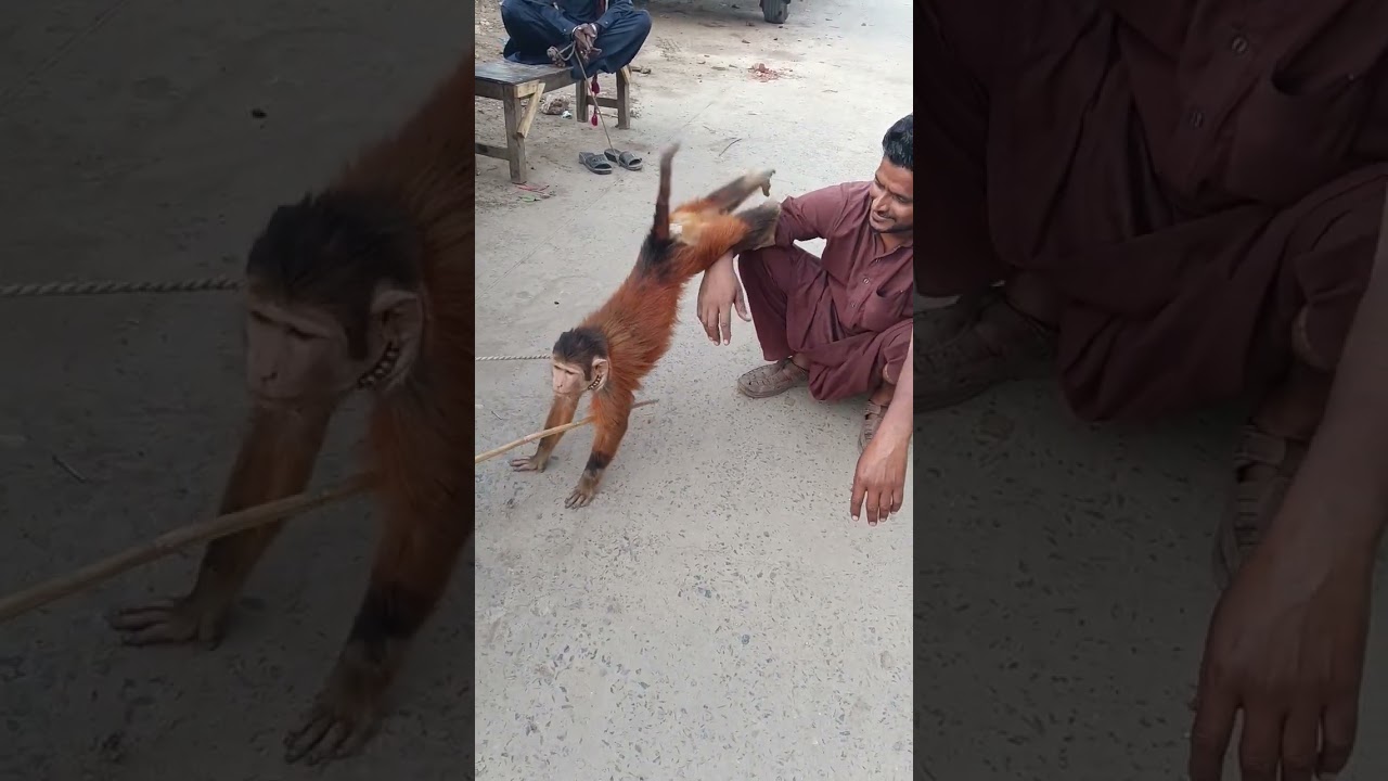 wow naughty monkey action 