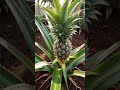 The Green Pulse: 39 | Crown Growth: The Immortal King of Fruits (4K)
