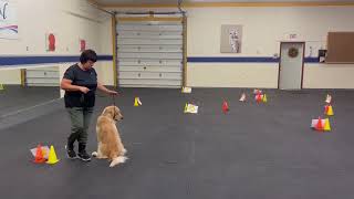 Hemi - AKC RIV-1 Intermediate