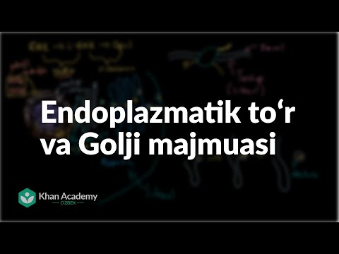 Endoplazmatik toʻr va Golji majmuasi | Hujayra strukturasi | Biologiya