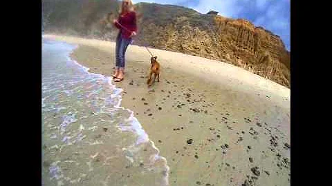 Macys first time to the beach.