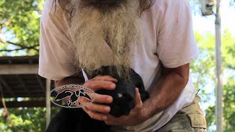 THIS is why Copperheads are dangerous | Phil Robertson