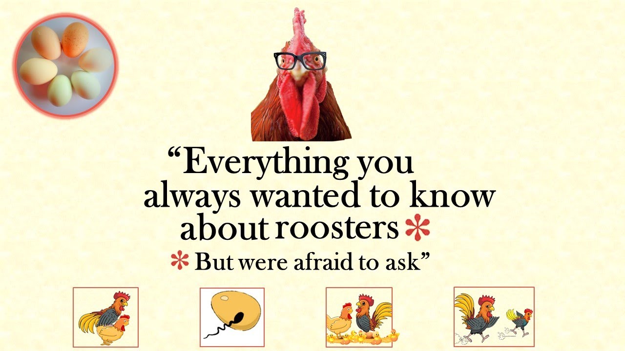 Roosters And Breeding - Your Questions Answered