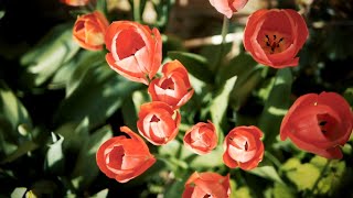 Spring flowers blooming with Calm music@temziworld  | Relaxing music |  Beautiful flowers screenshot 3