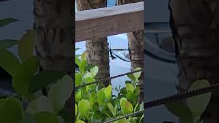 Male Btown Anole hangin out at Doc Fords.