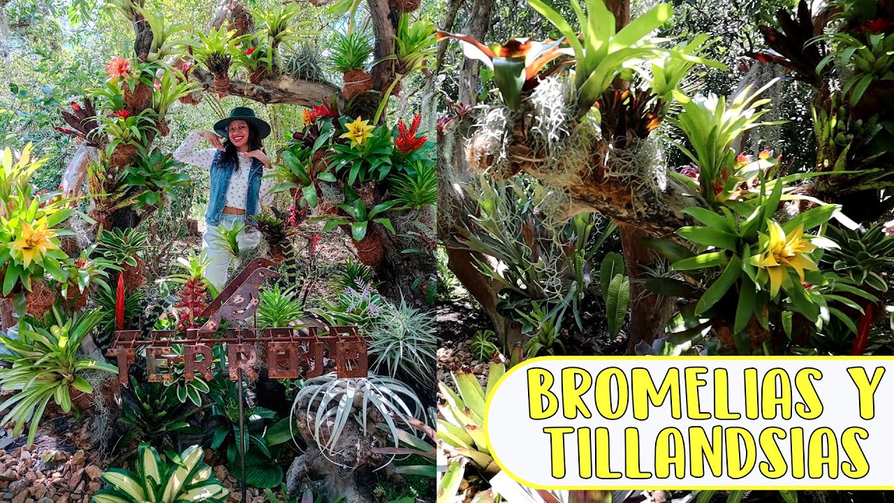 TOUR POR UN JARDÍN DE BROMELIAS Y TILLANDSIAS │Candy Bu