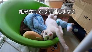 保護子猫の小太郎、ケージの引っ越し。ご機嫌です。