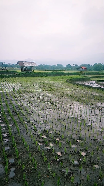 Suasana pagi hari di pedesaan dengan embun yang sejuk.#shortsvideo #pedesaan #sawah #alam #nature