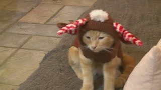 Pets Don Ugly Sweaters For A Great Cause